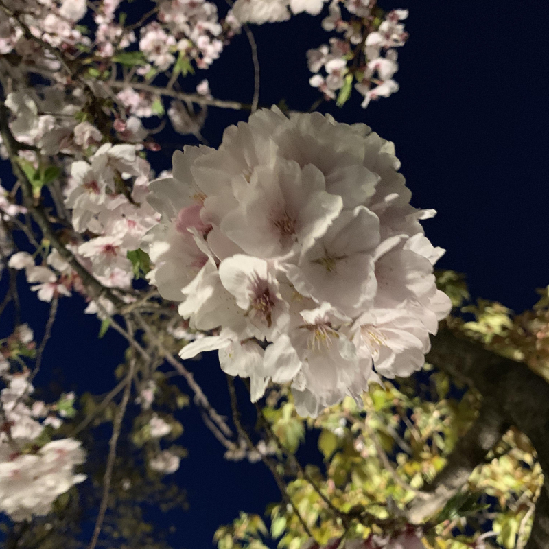春といえばお花アート♪